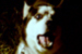 NEW - The Dog